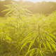 Image for article titled A California town is beginning to smell like weed, like, all the time, man